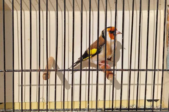 distelvink