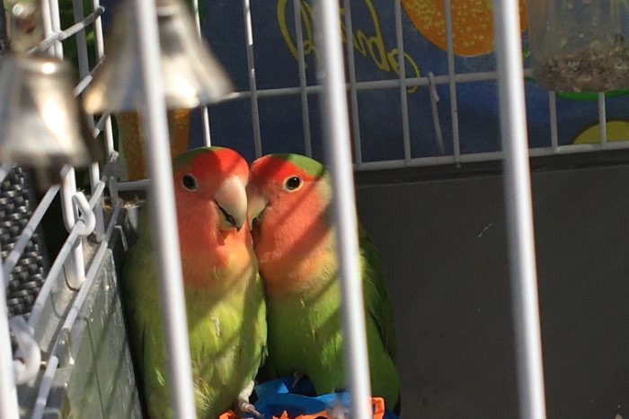 te koop 2 leuke vriendjes