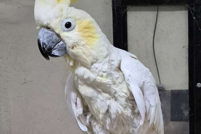 kleine geelkuif kakatoe