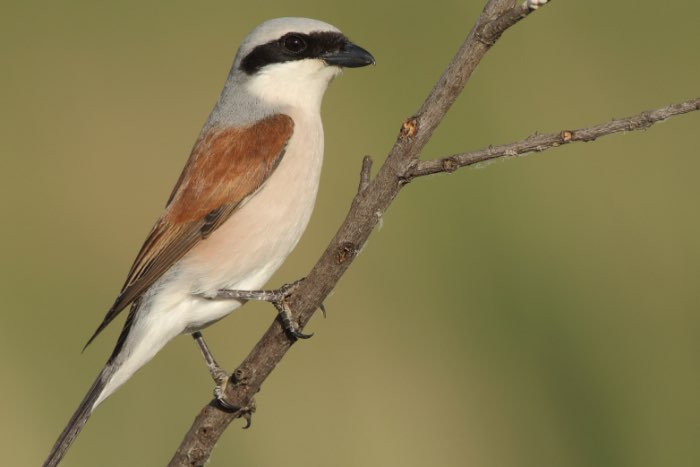 grauwe klauwier (lanius collurio)