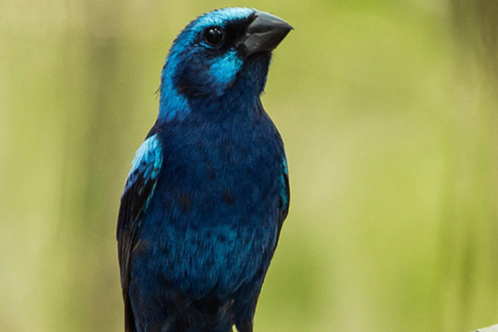 braziliaanse blauwe bisschop man