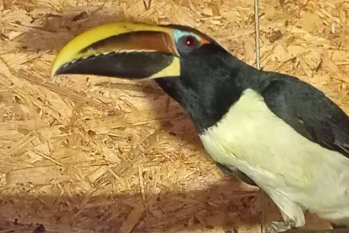 arassari zelený (pteroglossus viridis)