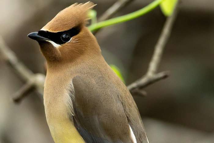 pestvogels (cedar of japanese)