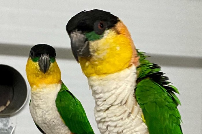 man zwartkop caique
