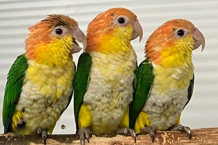 caique 2024