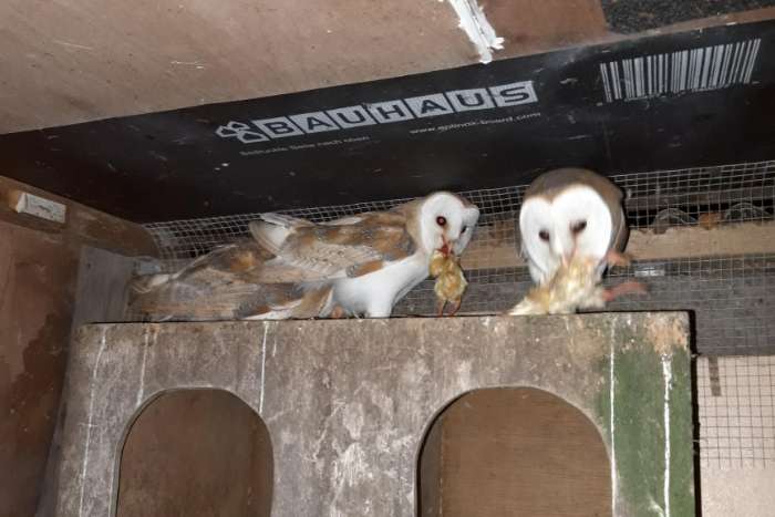 kerkuilen tyto alba van midden juni 2024
