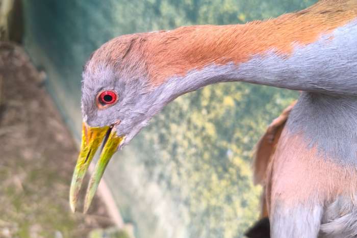 aramides ypecaha