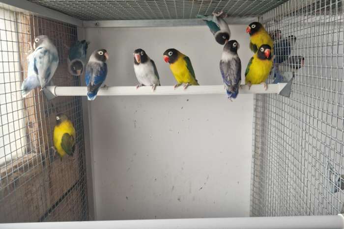 a. personatus euwings