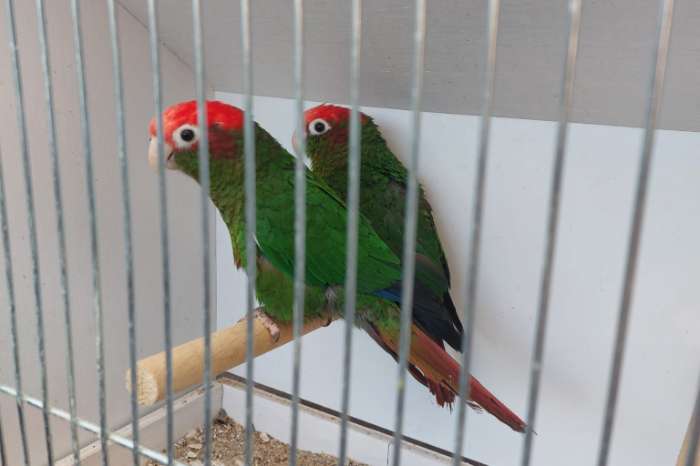 pyrrhura rhodocephala