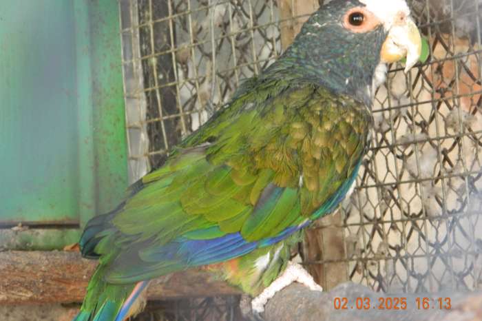 pionus senilis  1.0