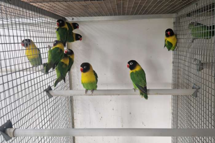 a. personatus wildkleur