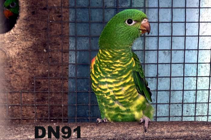 chlorolepidotus // schuppenlori