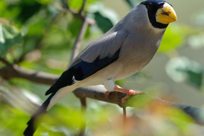 japanse appelvink