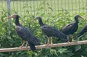 nothern bald ibis, waldrapp, geronticus eremita
