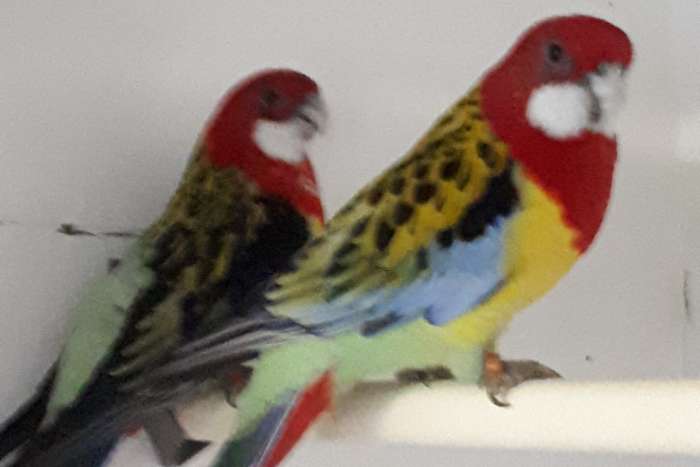rosellas