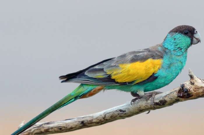 psephotellus chrysopterygius