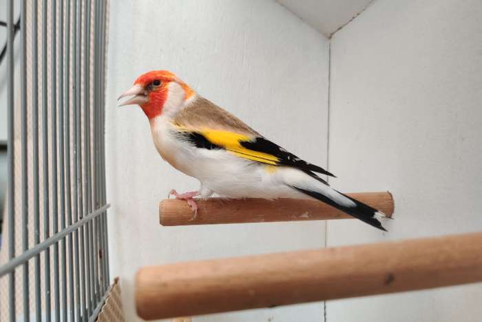 mannen grote putter witkop