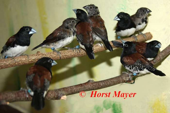 braunrückenelsterchen - spermestes nigriceps