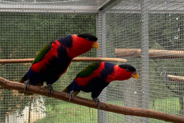 lorius lory