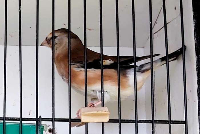 distelvink/goudvink