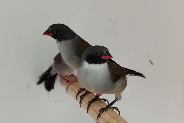 coccopygia melanotis