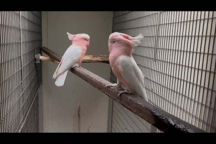 cacatoo leadbeatery and chloroptera
