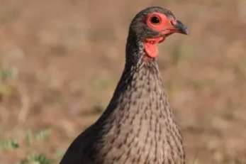 roodkeel frankolijn / red-necked spurfowl (pternistis afer)