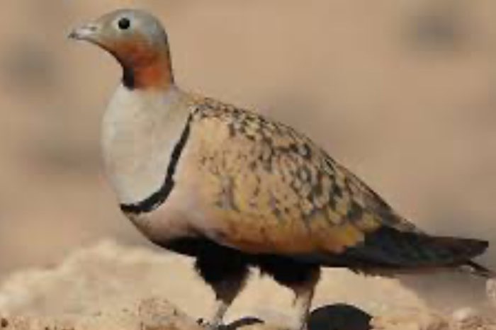 gezocht pterocles alchata, pterocles orientalis