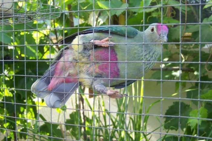 fruit doves