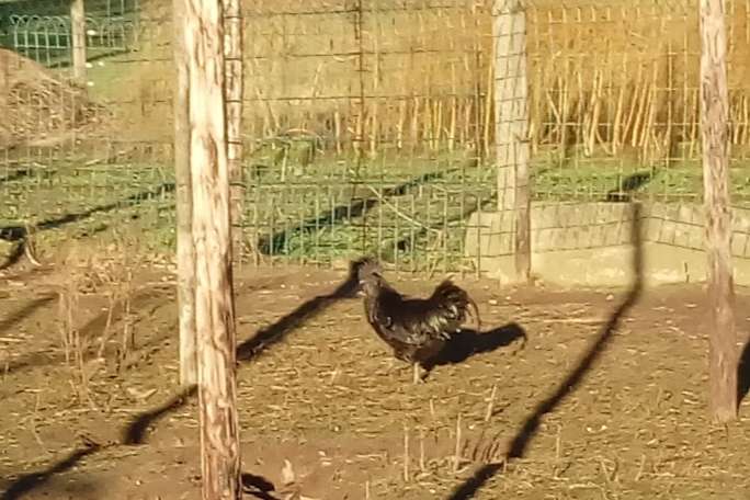 ayam cemani hanen