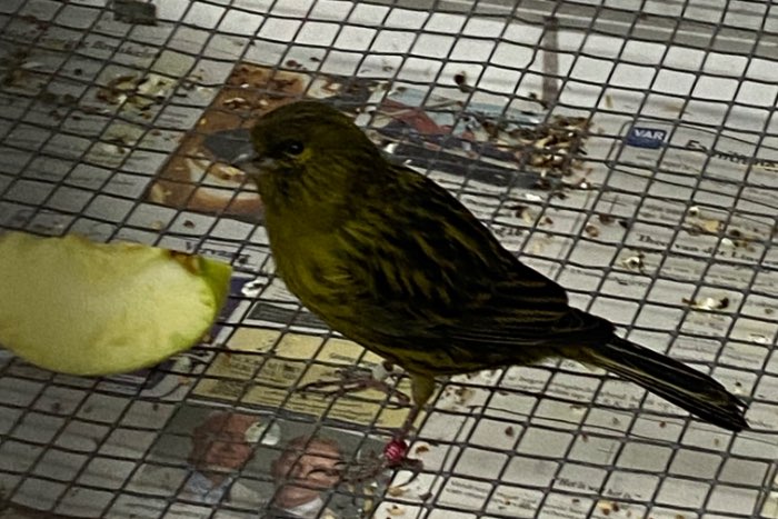 koppels zwart kobalt geel en zwart geel