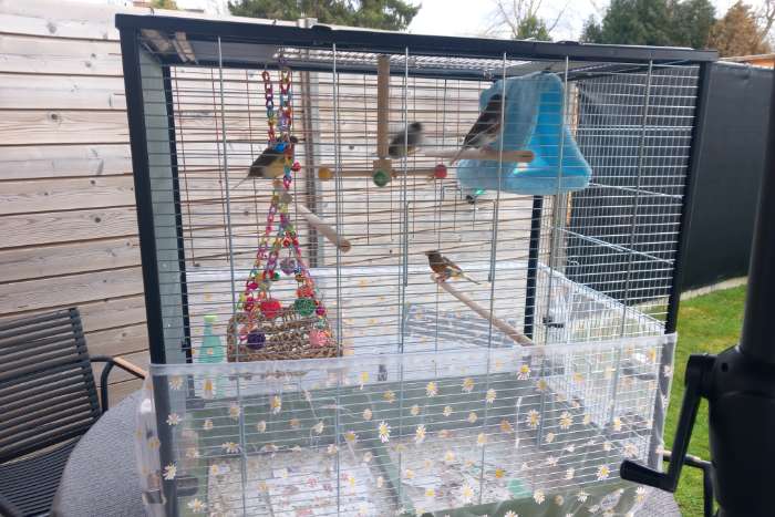 4 kanaries te koop plus kooi en toebehoren