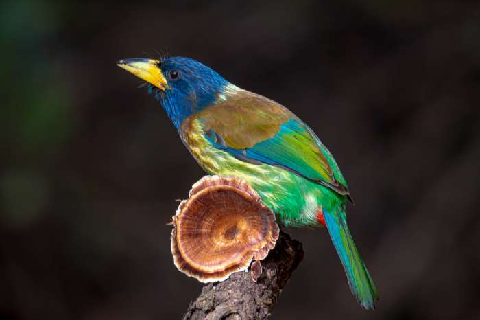 psilopogon virens