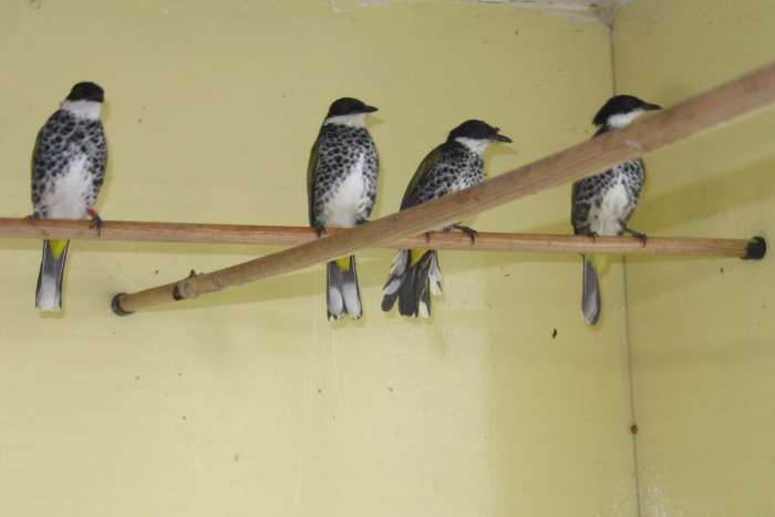 scaley-breasted bulbuls
