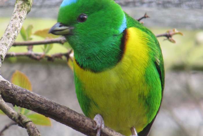 blue-crowned chlorophonia