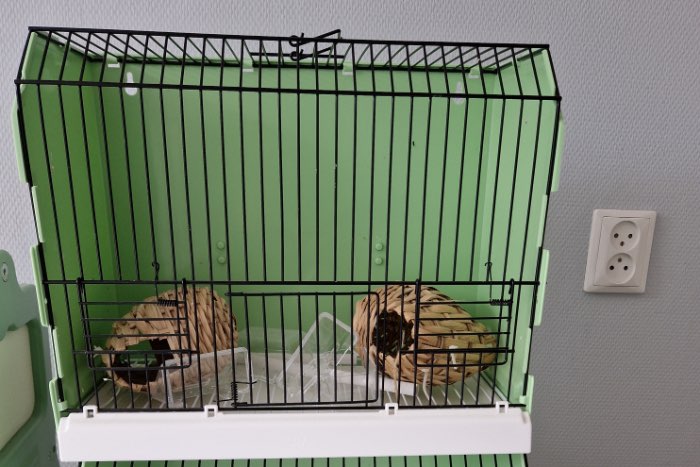 te koop 2 trainingskooien en draagrek met 6 transportkooitjes