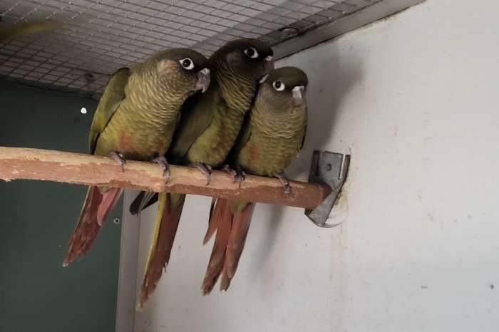 bruinoorparkiet (pyrrhura frontalis) grijsgroen en split 2025