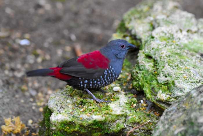 dybowski astrildes
