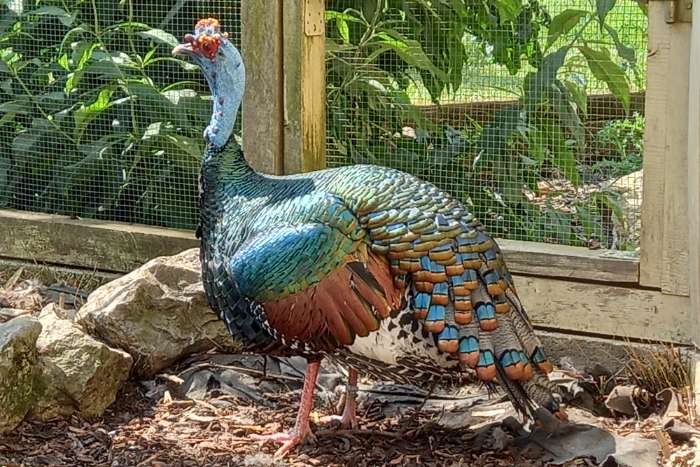 meleagris ocellata