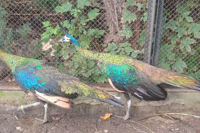 java pfau, green peafowl (ährenträgerpfau)-pavo muticus muticus