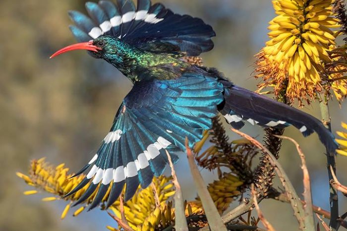 koppel groene woudhop (phoeniculus purpureus) 2024
