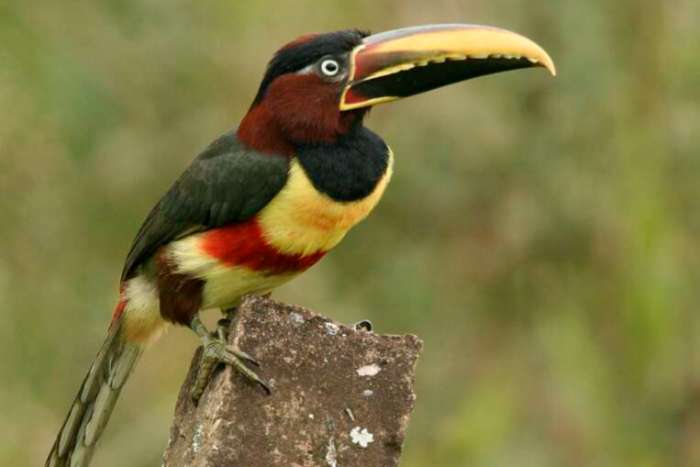 pteroglossus castanotis