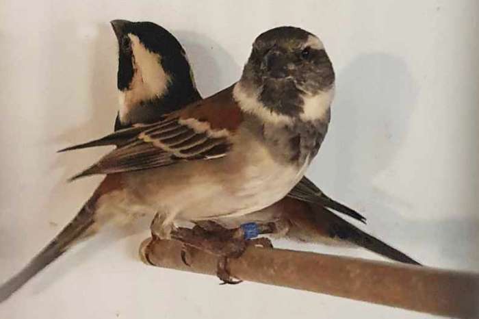 passer melanurus female