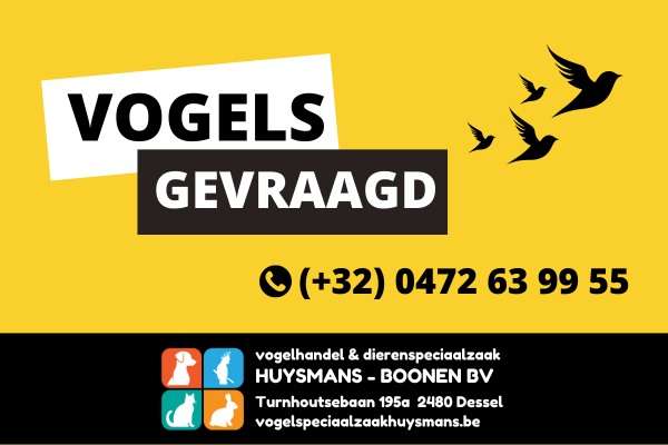 kleur- en postuurkanaries gevraagd