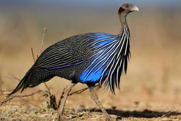 gierparelhoen acryllium vulturinum vulturine guineafowl