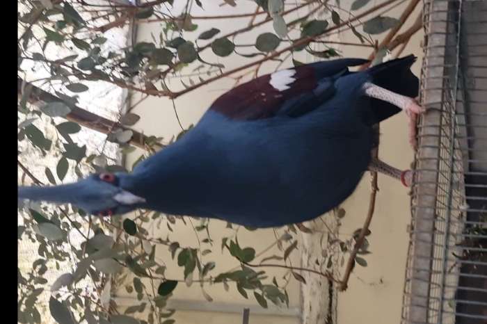 goura cristata