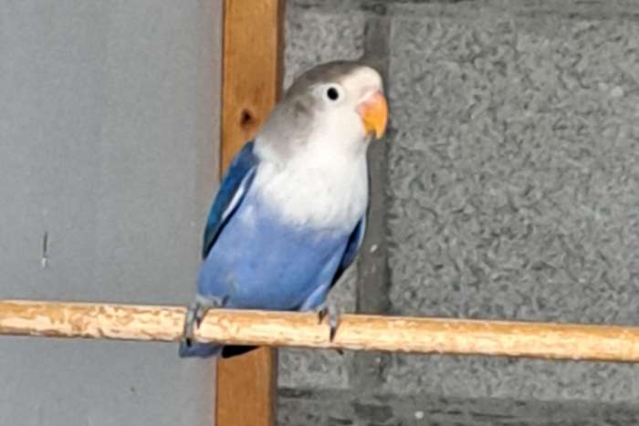 fischerie pop