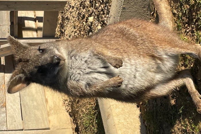 parma wallaby