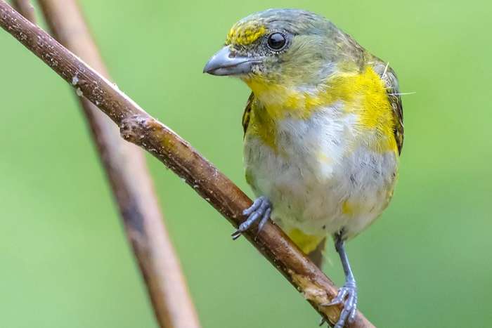 euphonia hirundiacea  - geelkeel organist