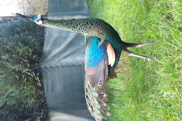 1,0 ährenträgerpfau ( pavo muticus imperator)